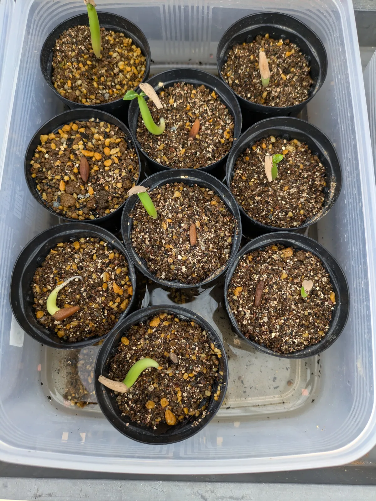 KHZ Adenium thai socotranum KHZ (アデニウム タイ ソコトラナム)