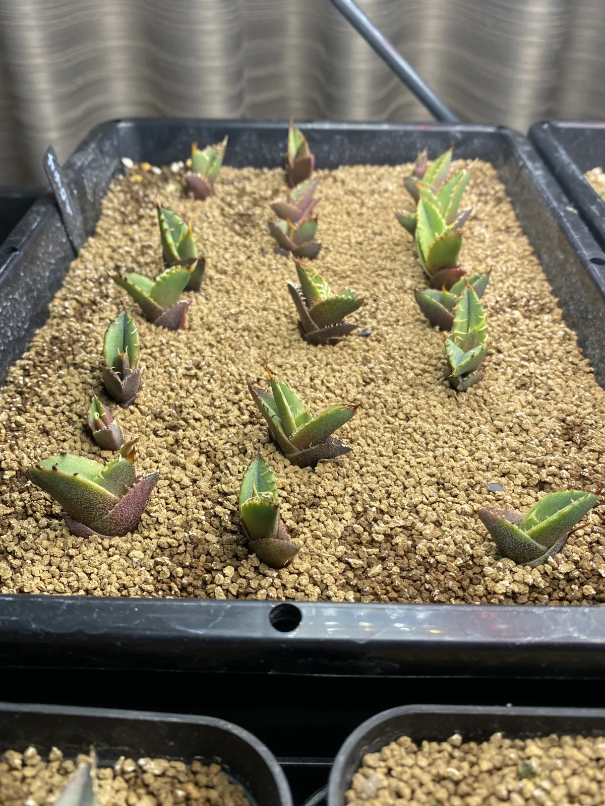 Agave oteroi Lot. (アガベ オテロイ)