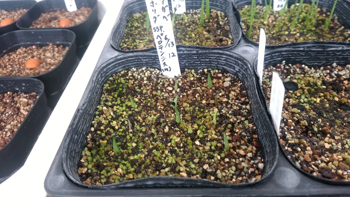 Agave horrida perotensis (アガベ ペロテンシス)