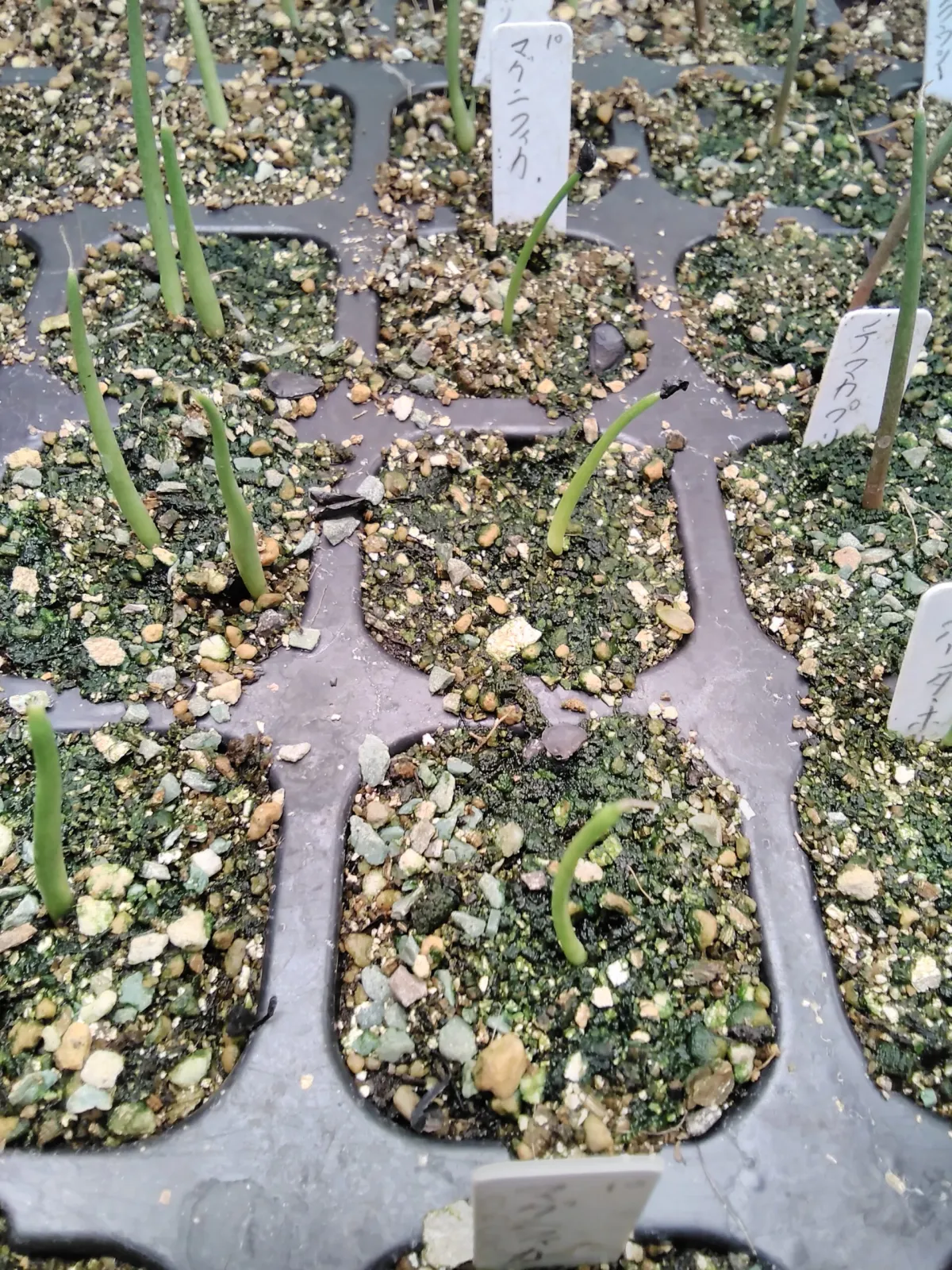 Agave sp. (アガベ マグニフィカ)