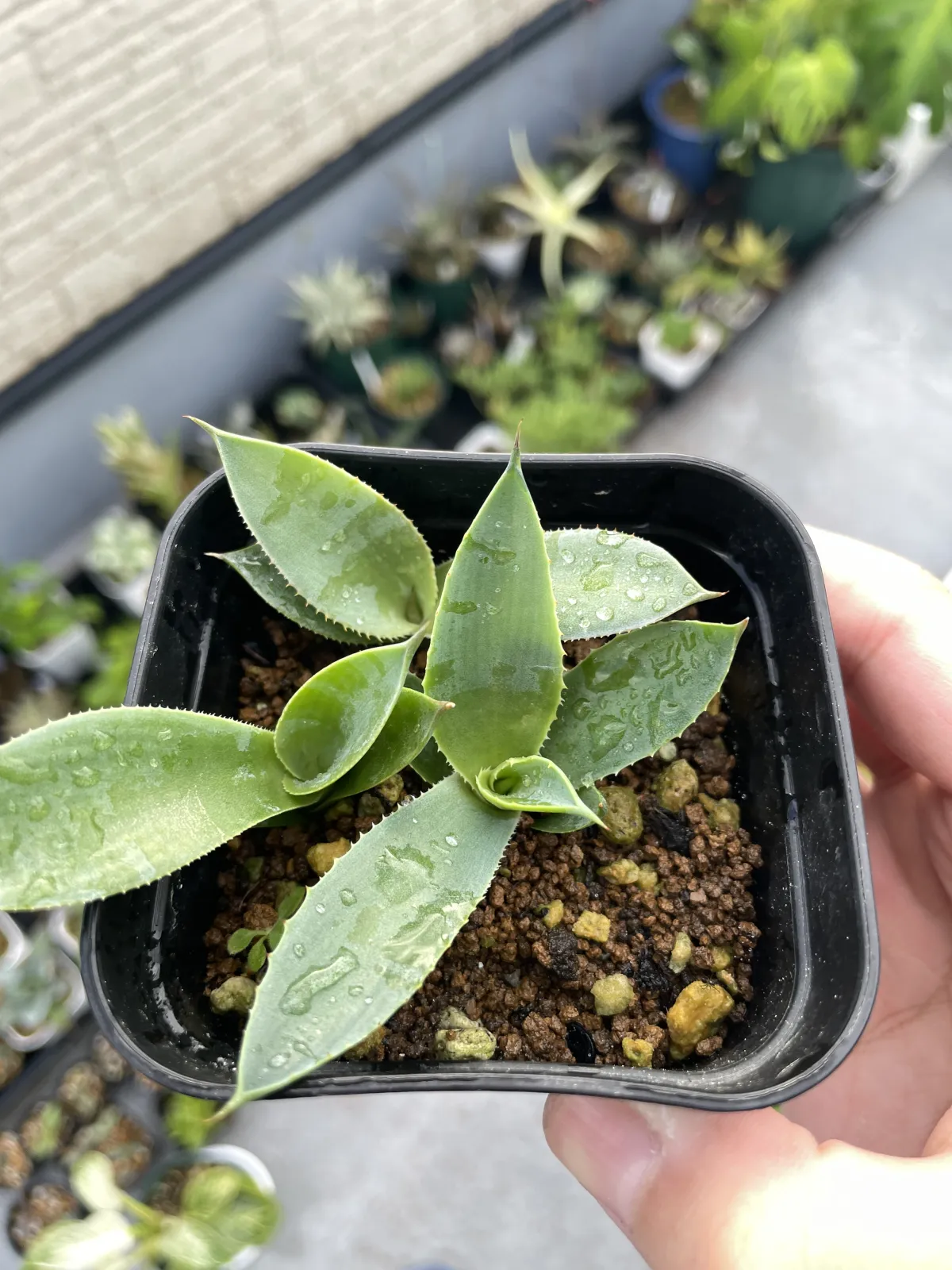 Agave parryi ssp. parryi (アガベ パリー)