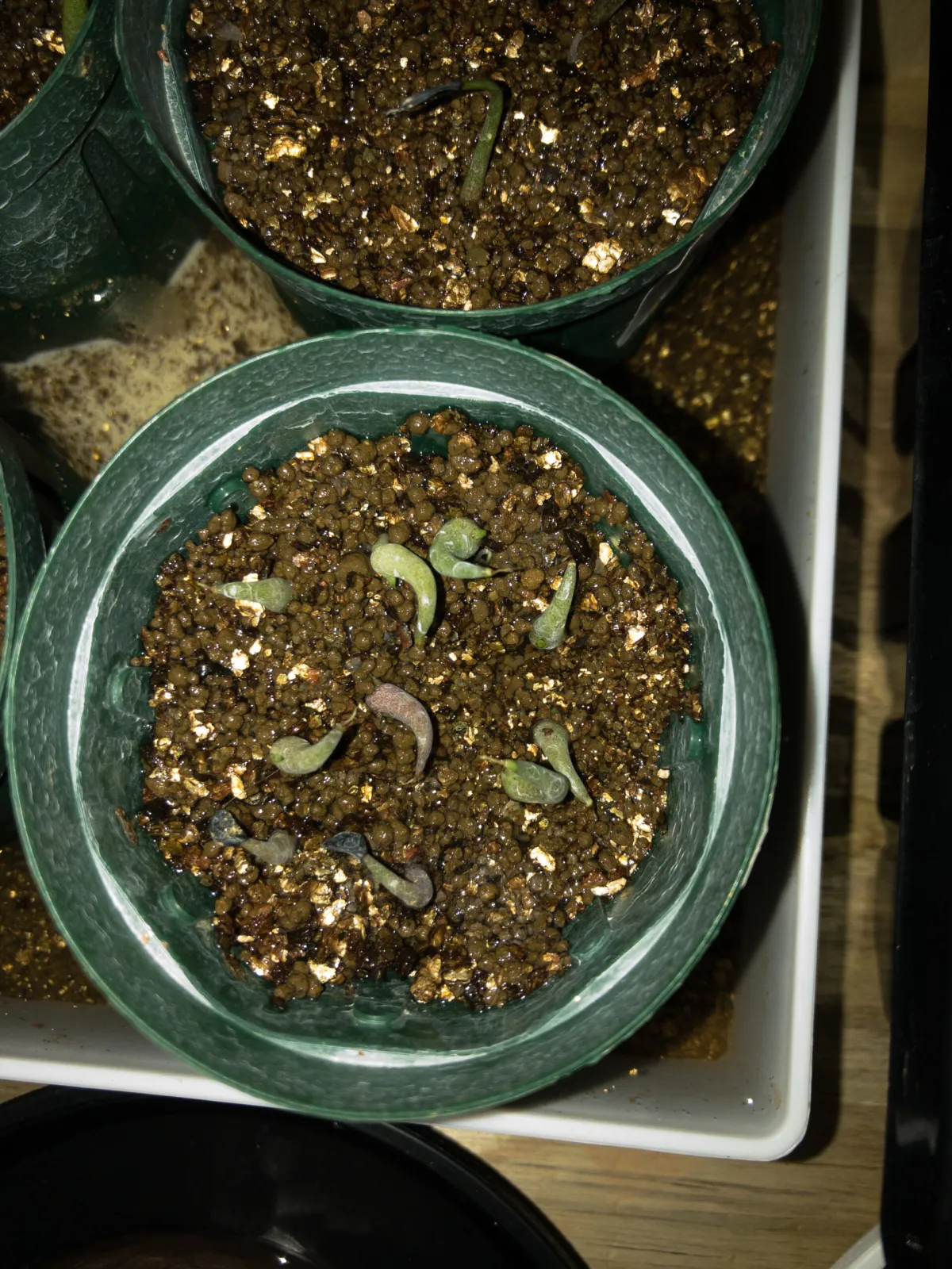 Agave difformis (アガベ ディフォルミス アズール)