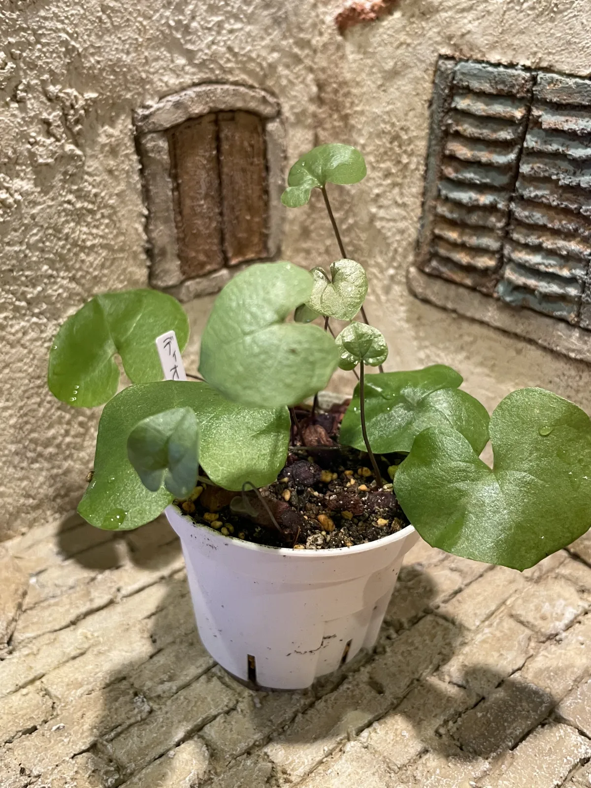 Dioscorea elephantipes (ディオスコレア エレファンティペス)