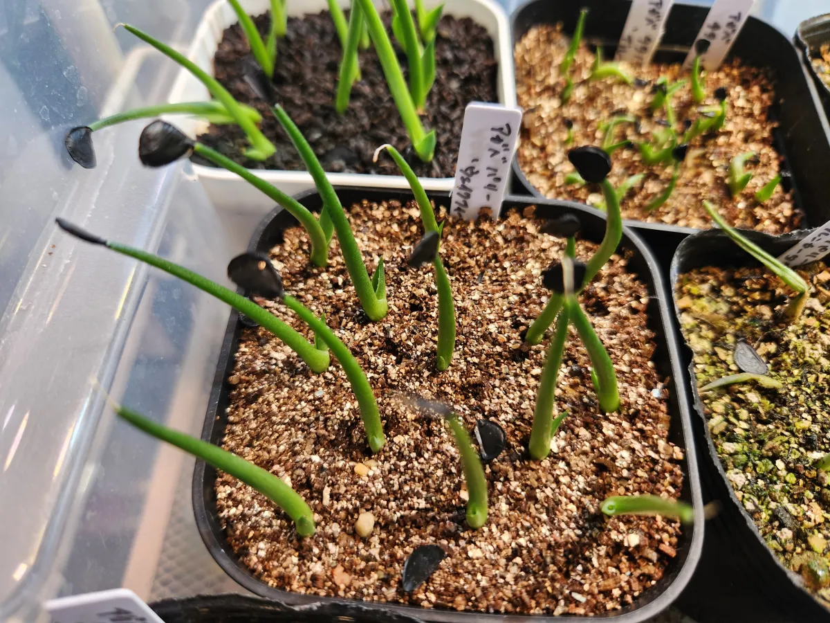 Agave parryi huachucensis Wakefield (アガベ パリー ウェイクフィールド)
