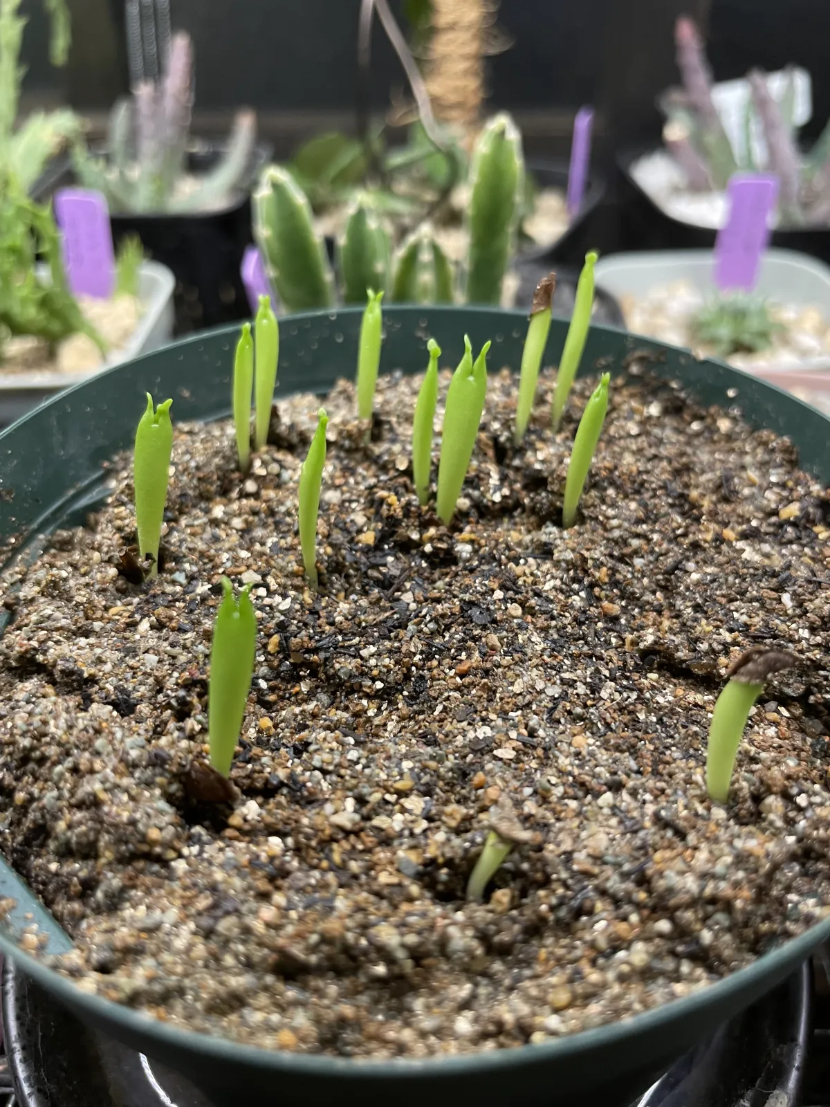 Hoodia curroii ssp. lugardii (フーディア ルガルディ)