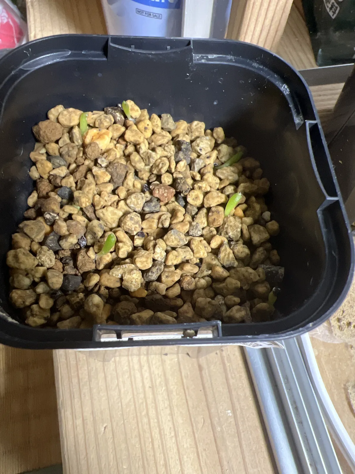 アストロフィツム