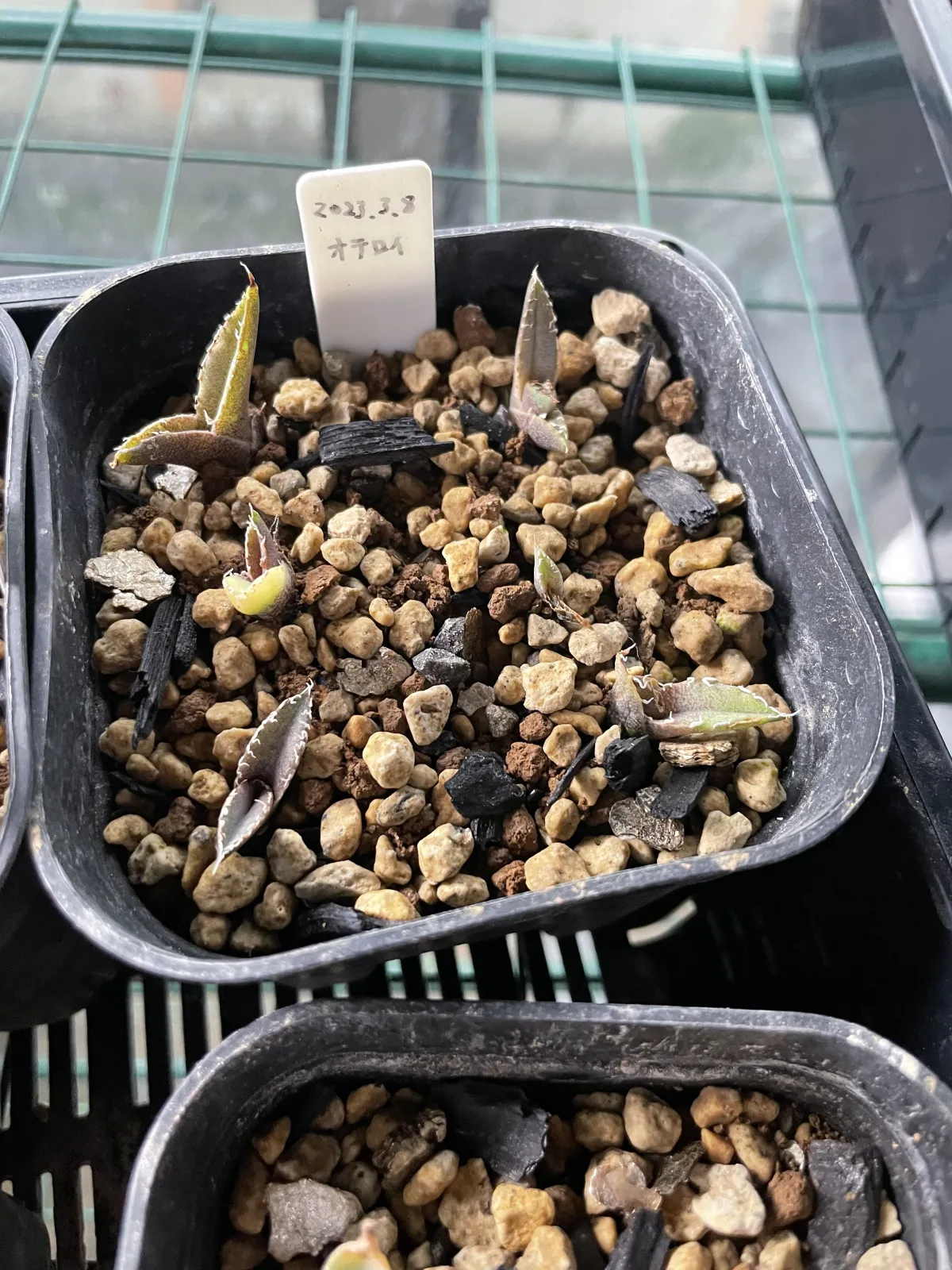 Agave oteroi Lot. (アガベ オテロイ)