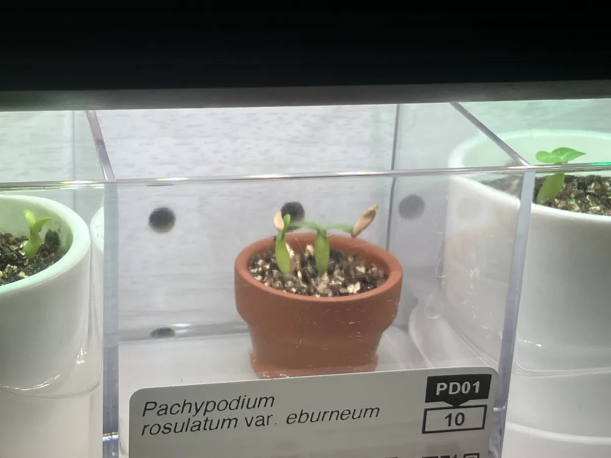 Pachypodium rosulatum var. eburneum (パキポディウム エブレネウム)