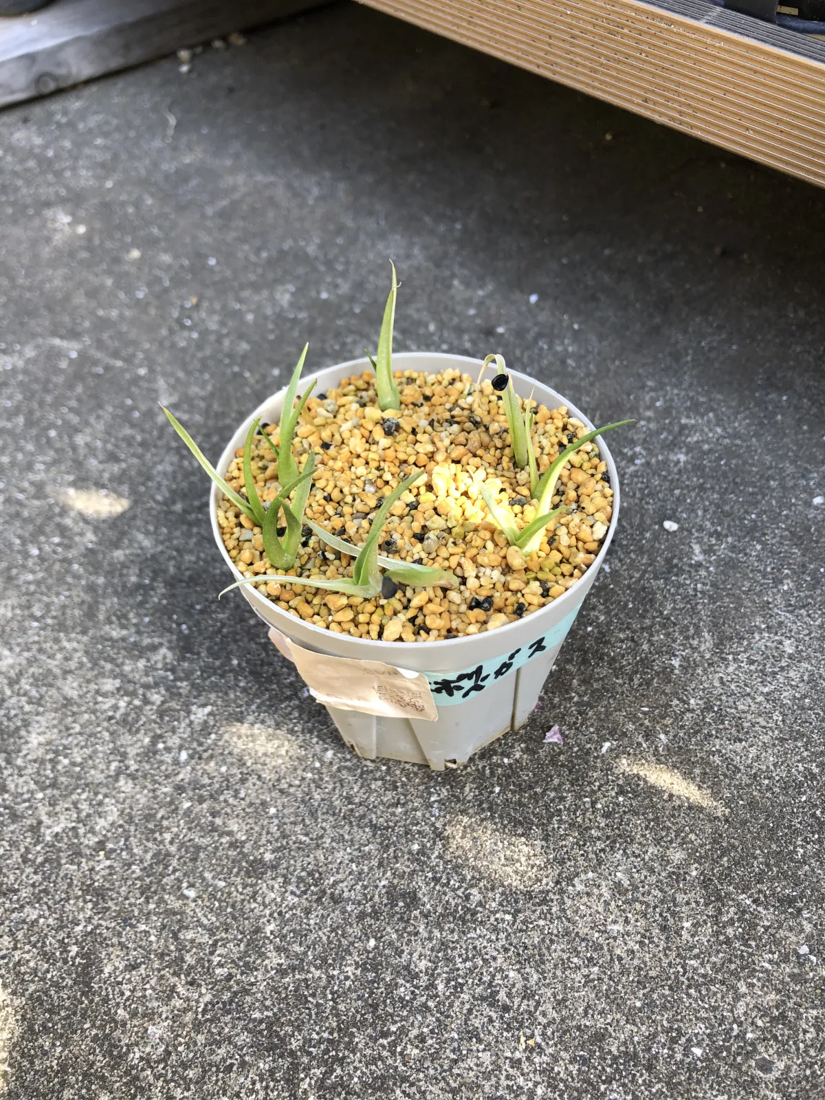 Agave utahensis var. eborispina Vegas (アガベ エボリスピナ ヴェガス)