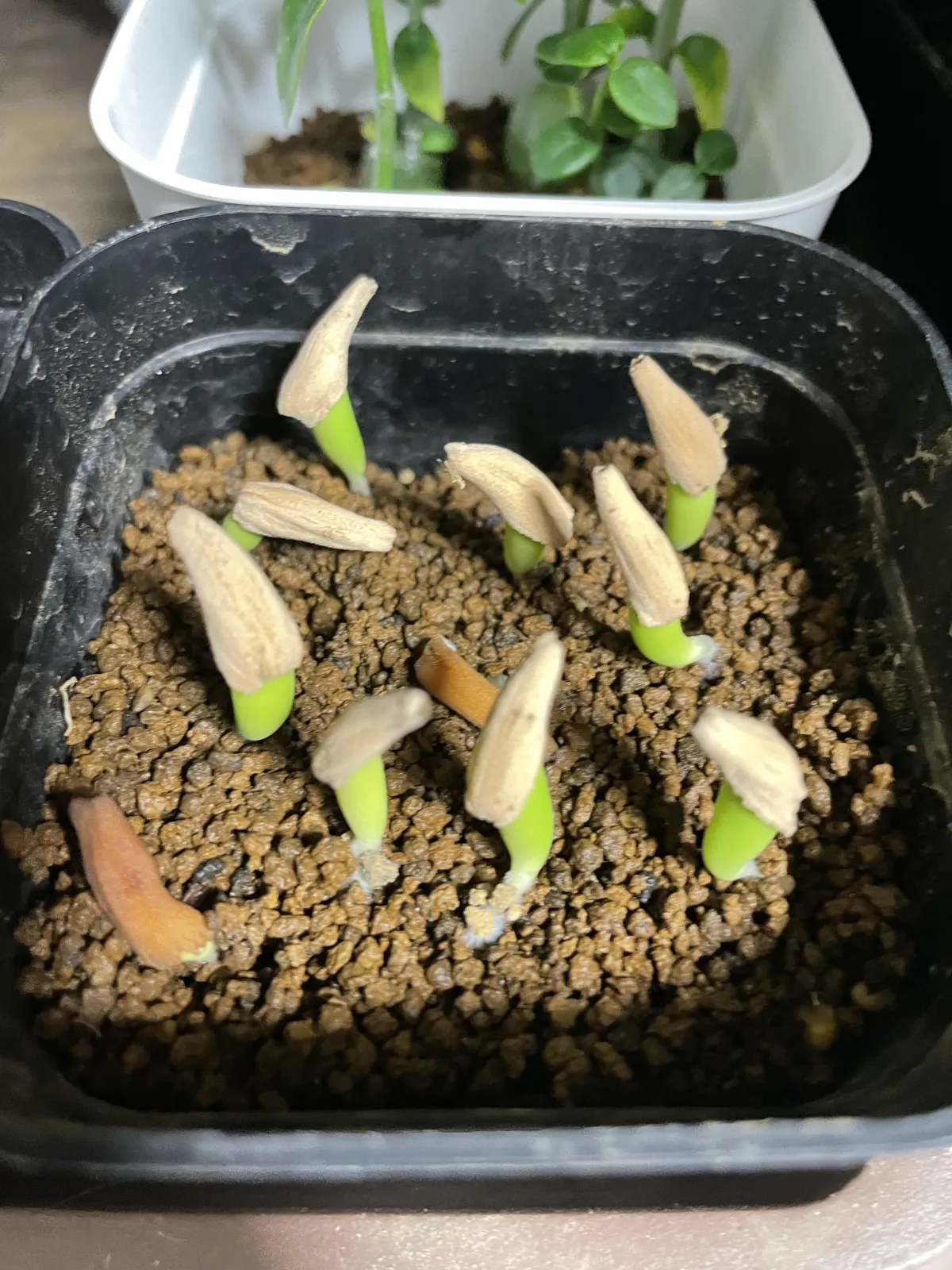 KHZ Adenium thai socotranum KHZ (アデニウム タイ ソコトラナム)