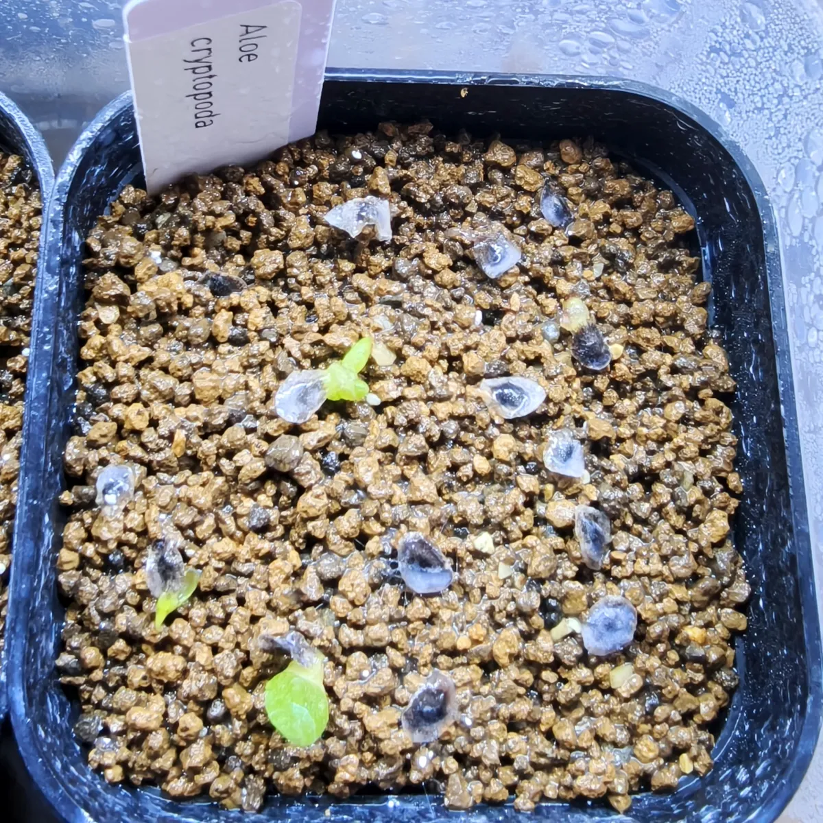 Aloe cryptopoda (アロエ クリプトポーダ 黒太刀)