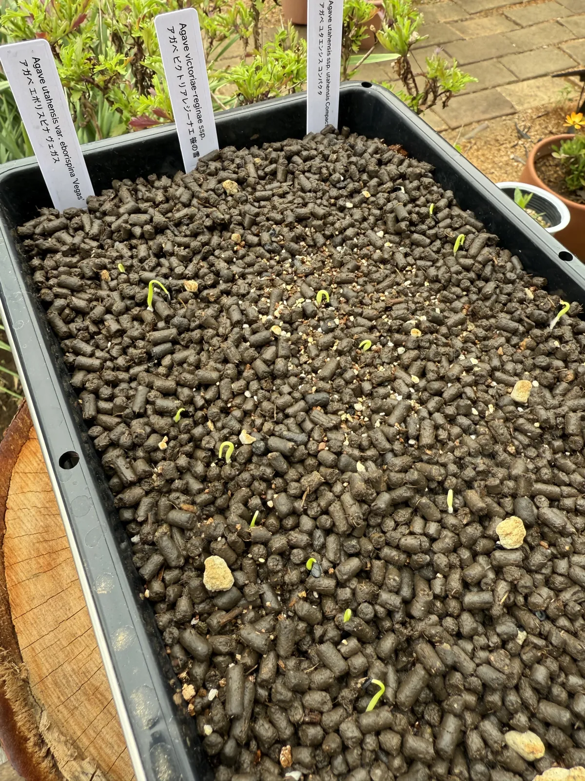 Agave victoriae-reginae ssp. victoriae-reginae (アガベ ビクトリアレジーナエ 笹の雪)