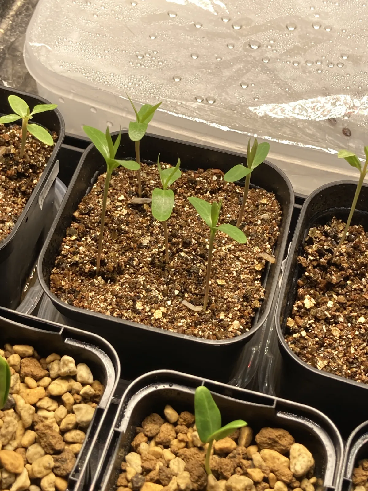 Fouquieria splendens ssp. campanulata (フォークイエリア カンパニュラタ)