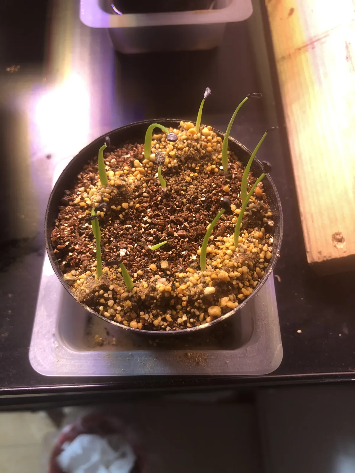 Agave utahensis var. eborispina Vegas (アガベ エボリスピナ ヴェガス)