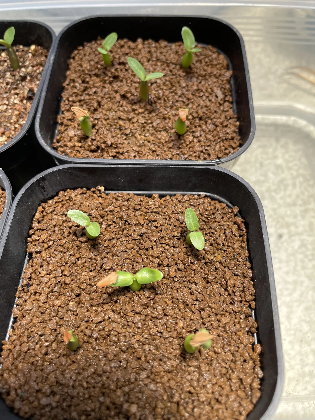 Pachypodium horombense (パキポディウム ホロンベンセ)