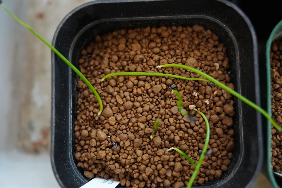 Bowiea volubilis (ボウィエア ボルビリス 蒼角殿)