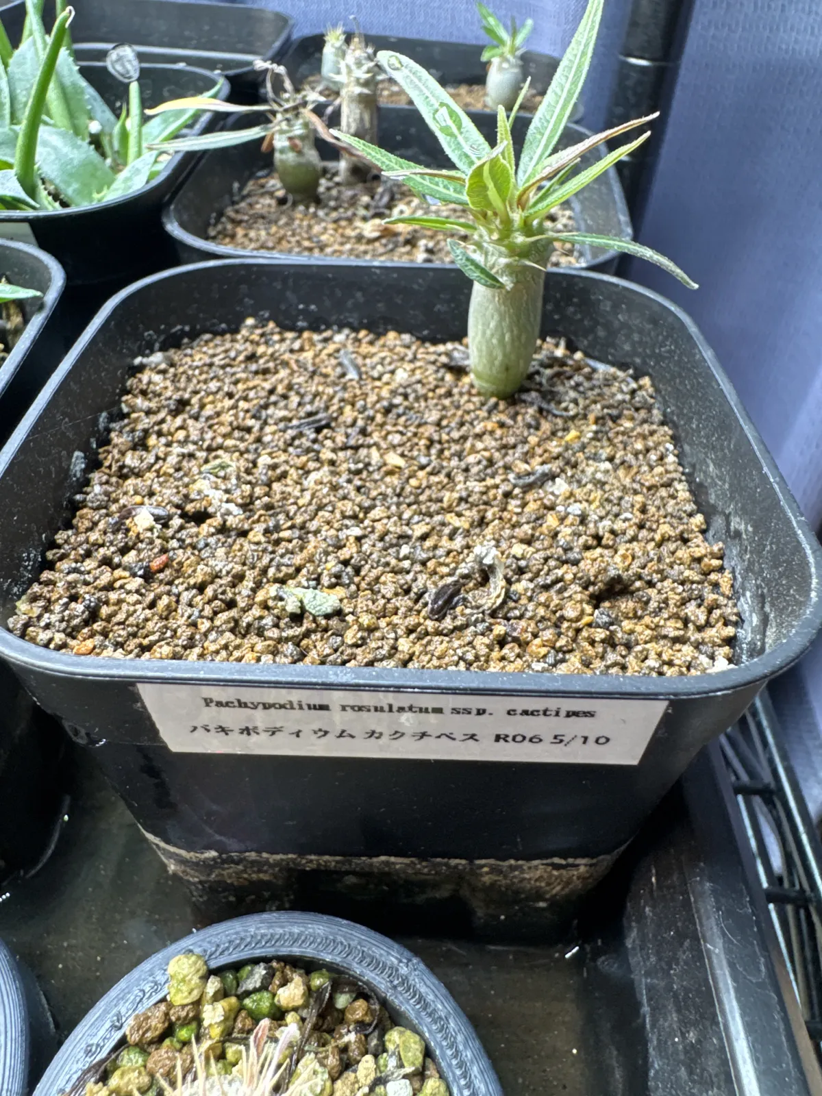 Pachypodium rosulatum ssp. cactipes (パキポディウム カクチペス)