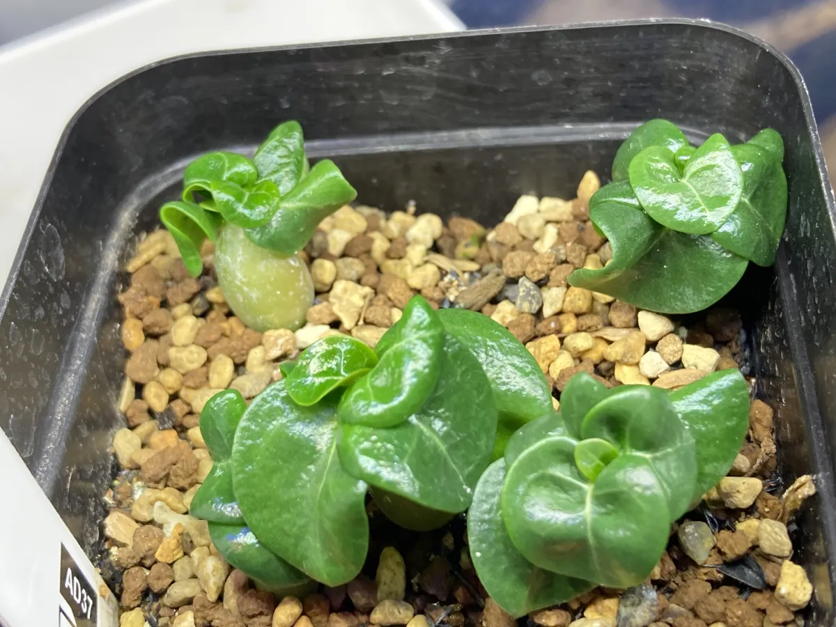 DHA PPL Adenium DHA PPL (アデニウム)