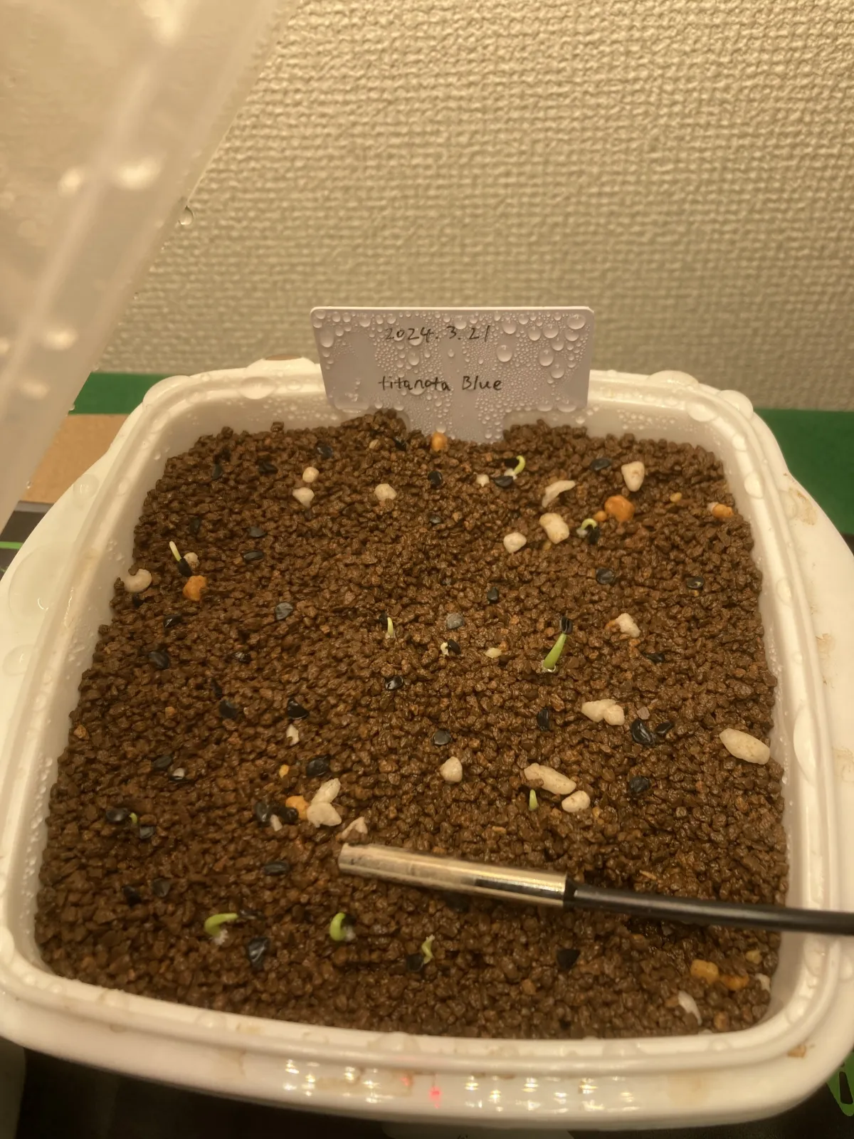 Agave titanota Blue Lot. (アガベ チタノタブルー)