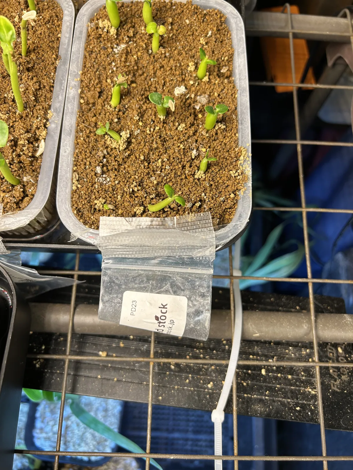 Pachypodium succulentum (パキポディウム サキュレンタム)