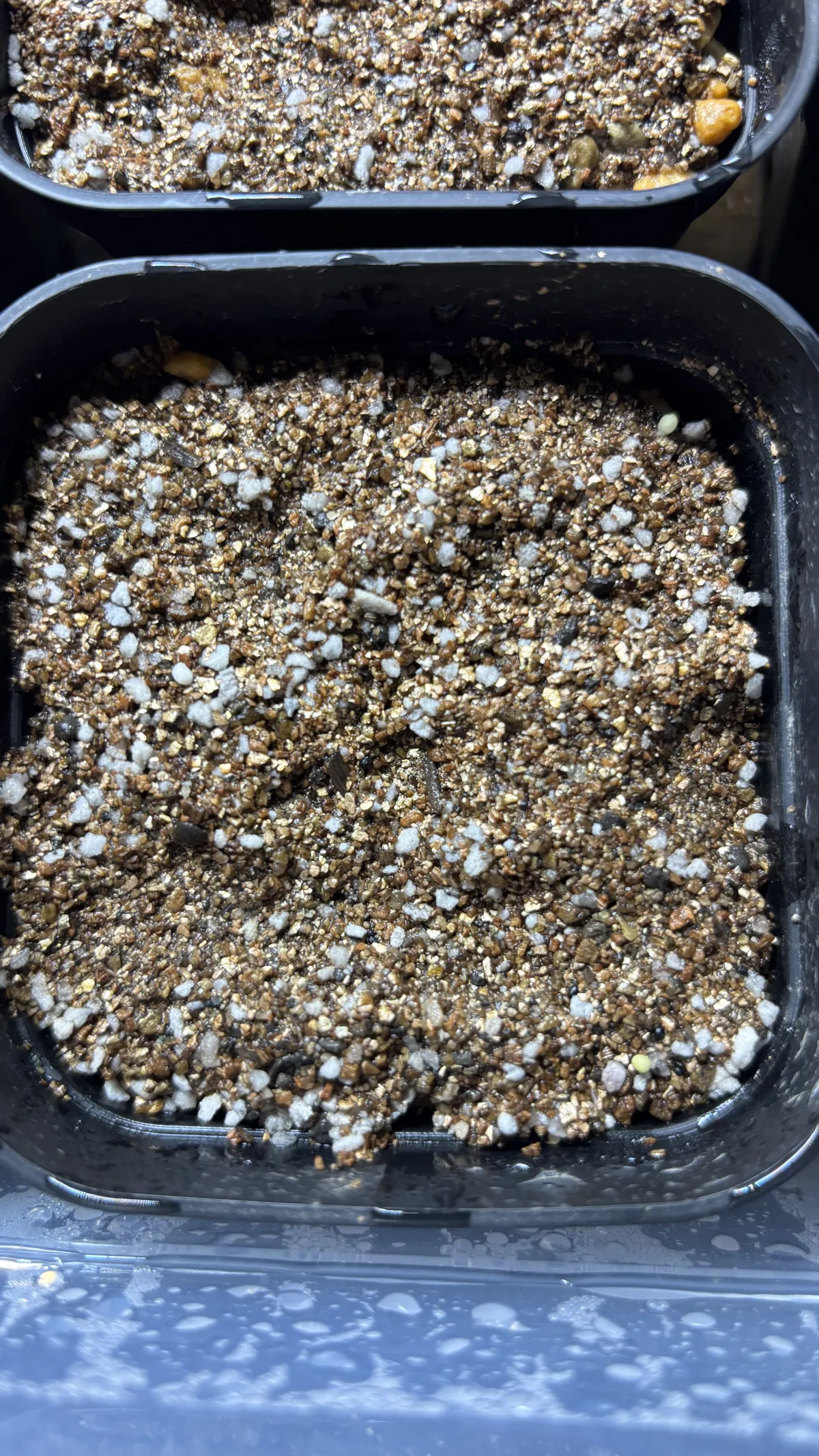 Ariocarpus kotschoubeyanus var. albiflorus (アリオカルプス 姫牡丹)