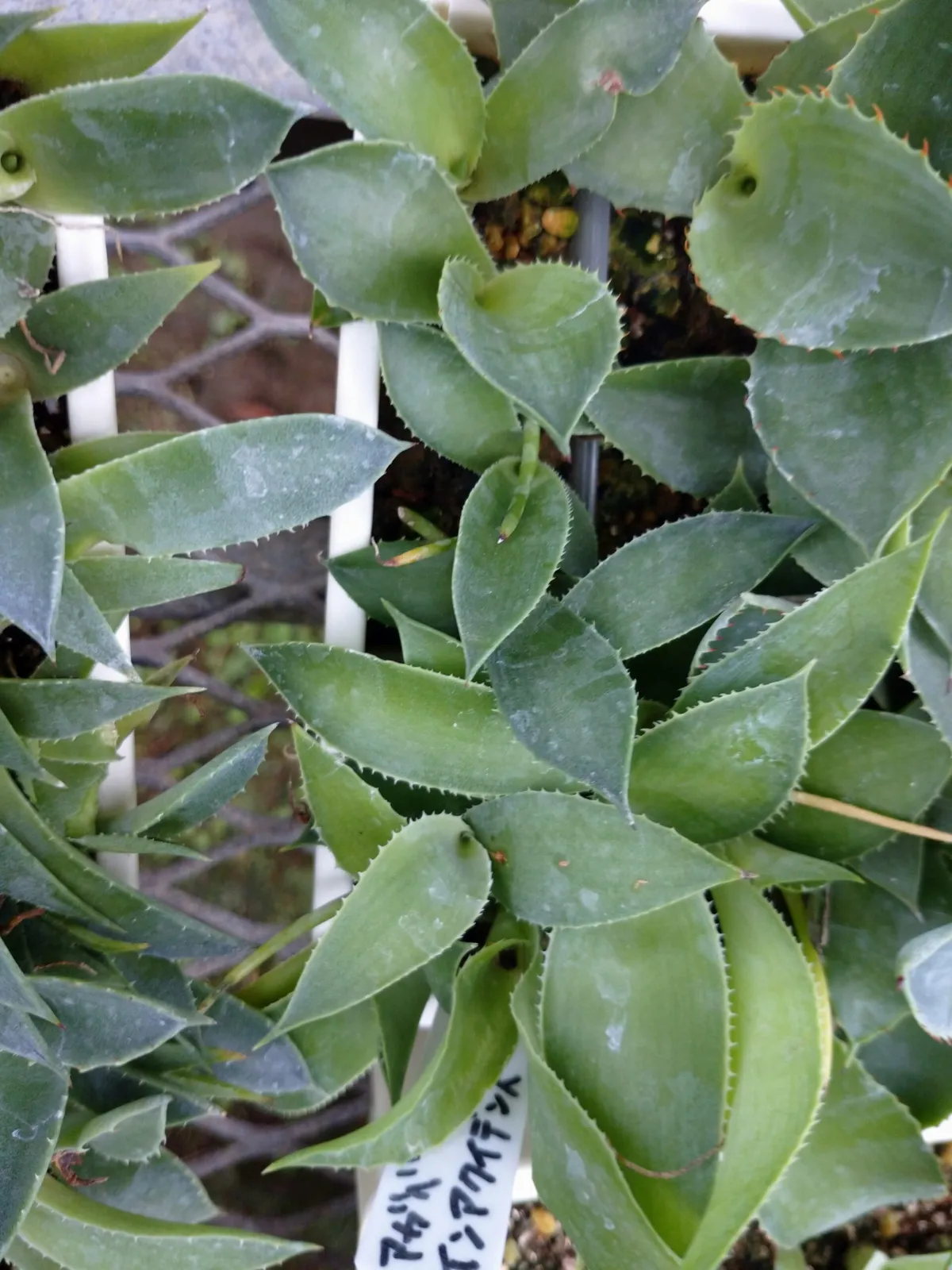 Agave inaequidens ssp. inaequidens (アガベ インアクイデンス)