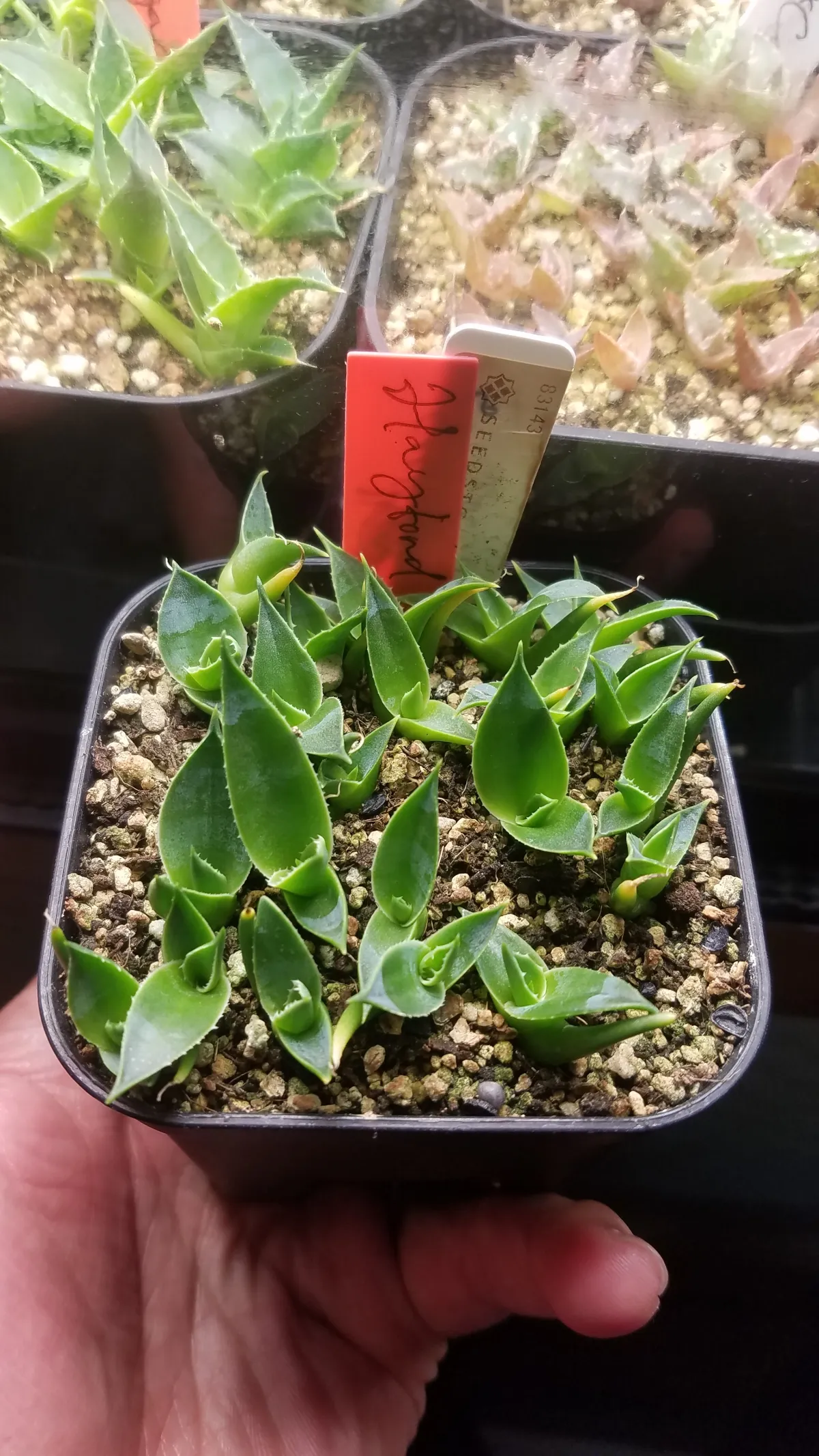 Agave utahensis var. eborispina (アガベ エボリスピナ ヘイフォード)