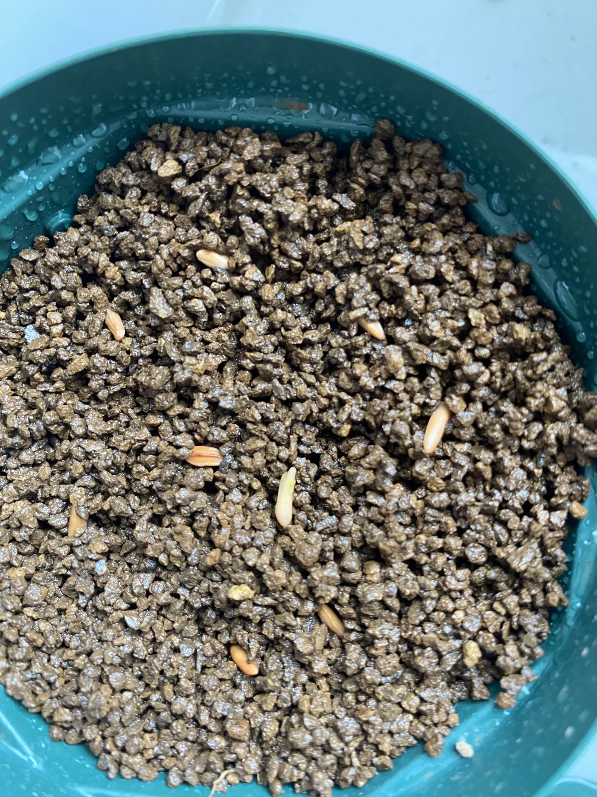 Pachypodium rosulatum var. gracilius ([無料種子] 発芽難 パキポディウム グラキリス　)