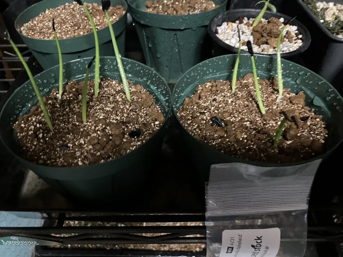Agave parryi huachucensis Wakefield (アガベ パリー ウェイクフィールド)