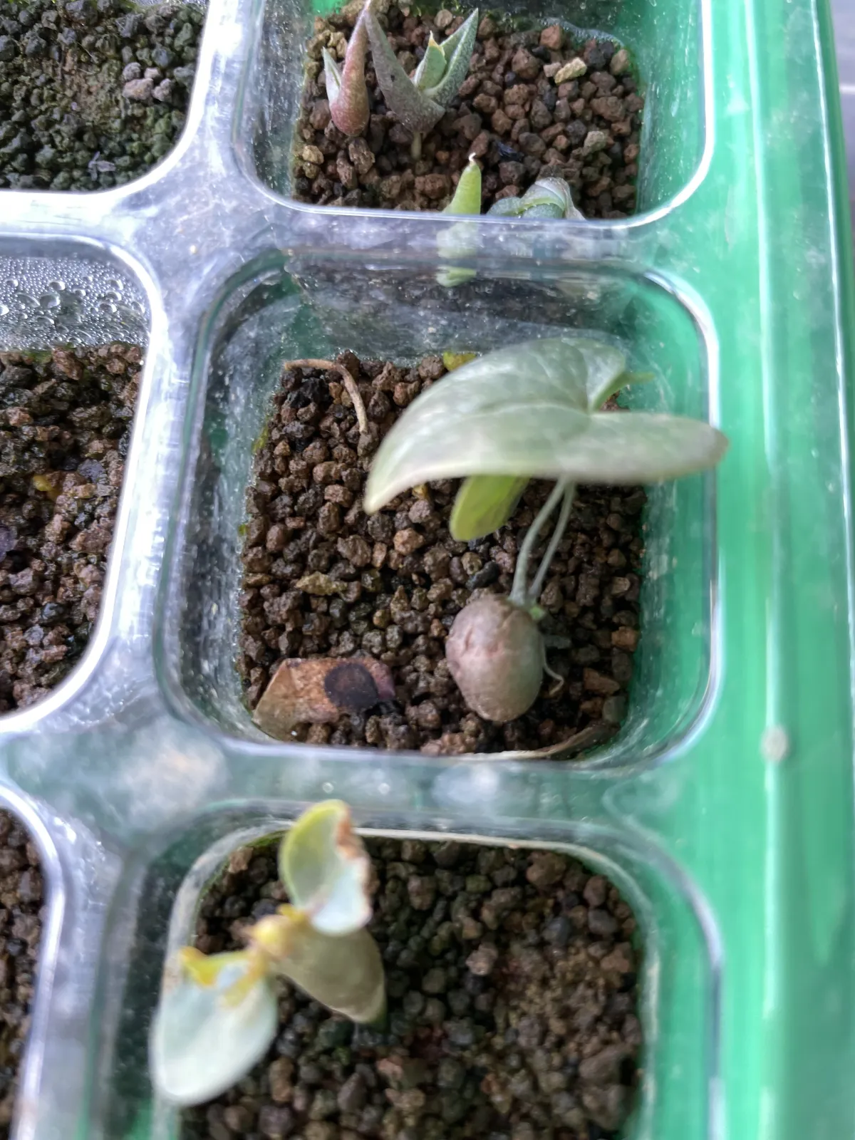 Dioscorea elephantipes (ディオスコレア エレファンティペス)