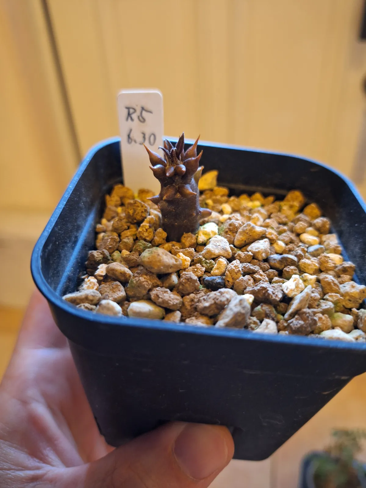 Pachypodium baronii (パキポディウム バロニー)