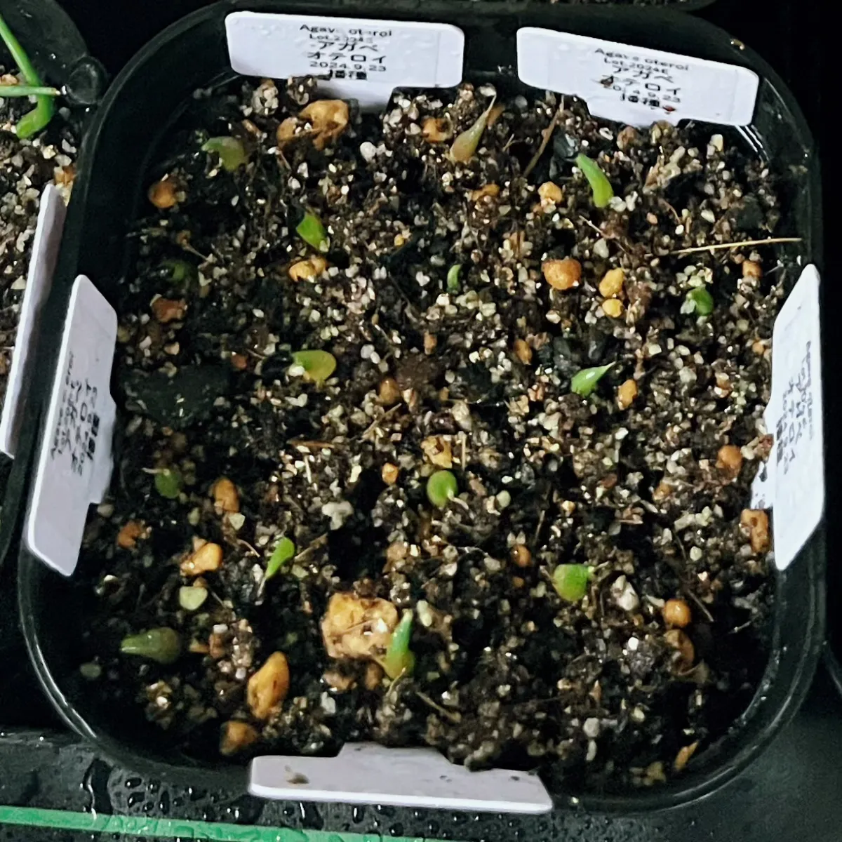 Agave oteroi Lot. (アガベ オテロイ)