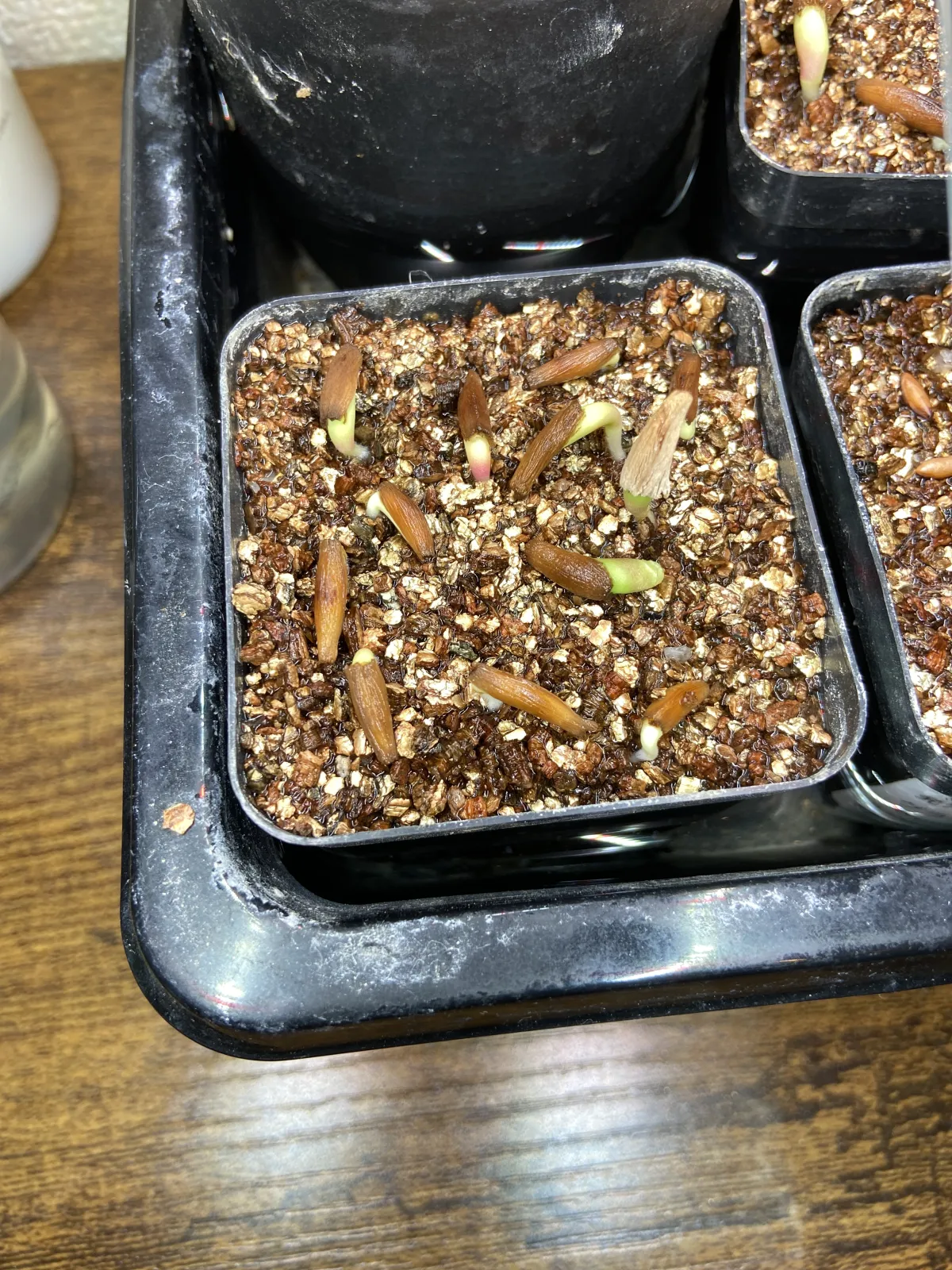 Adenium obesum (アデニウム オベスム)