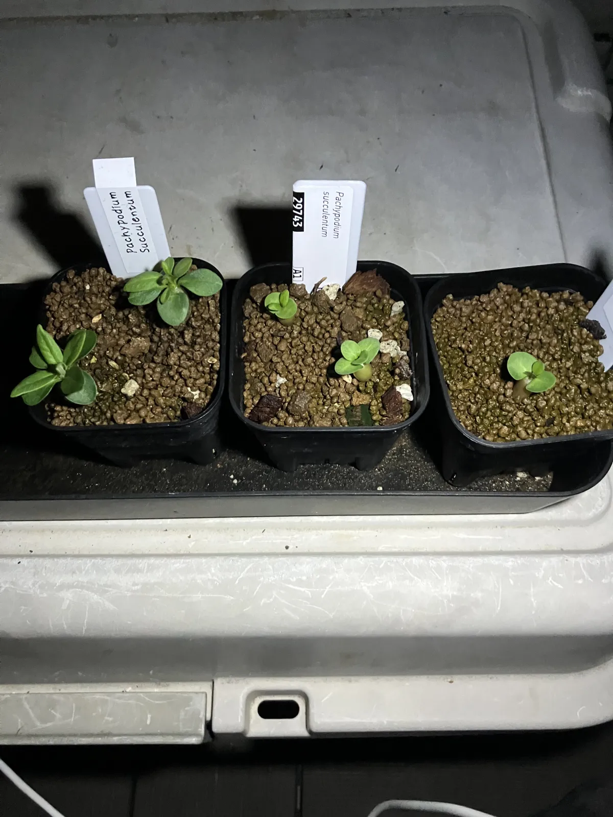 Pachypodium succulentum (パキポディウム サキュレンタム)