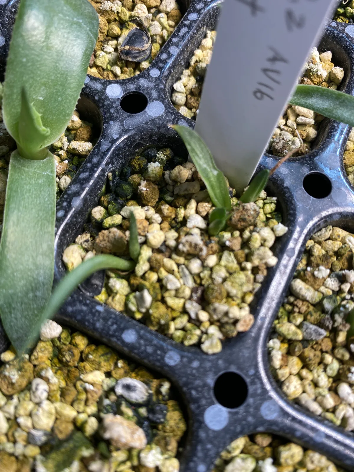 Agave montana (アガベ モンタナ)