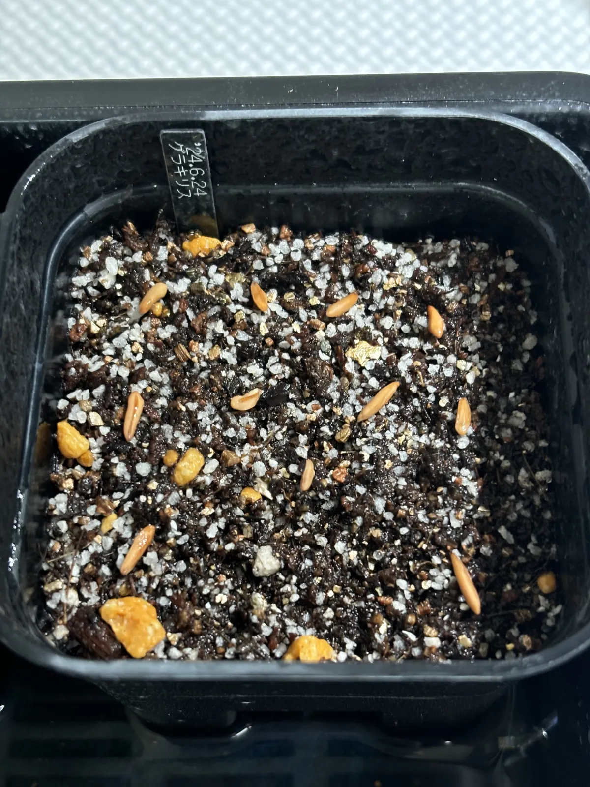 Pachypodium rosulatum var. gracilius ([無料種子] 発芽難 パキポディウム グラキリス　)