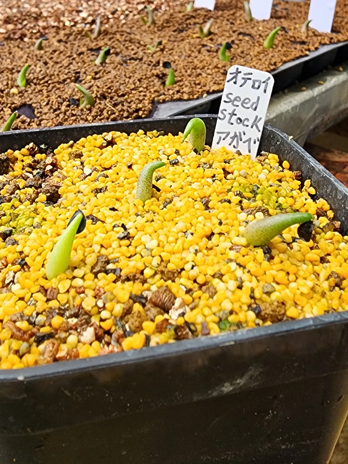 Agave oteroi Lot. (アガベ オテロイ)