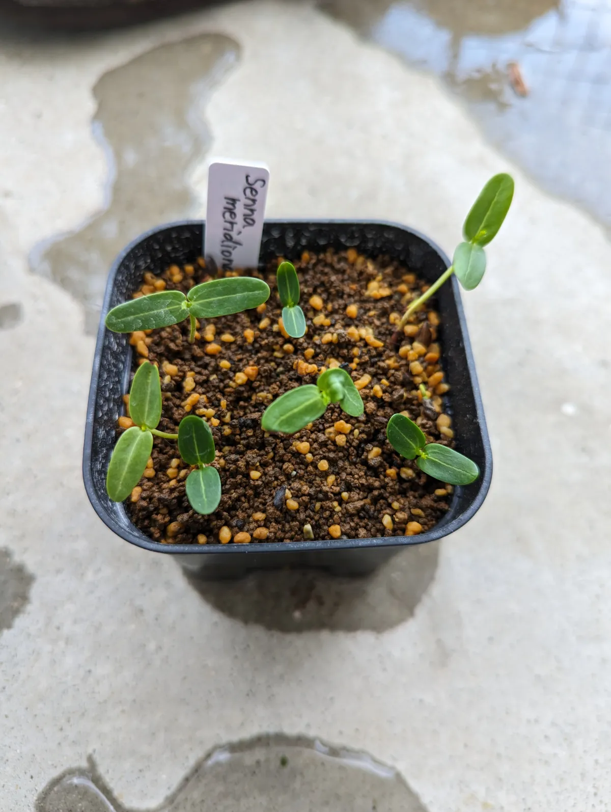 Senna meridionalis (センナ メリディオナリス)