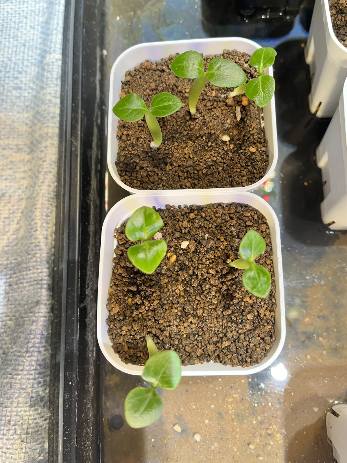 X SPR Adenium Soco black X SPR (アデニウム ソコ ブラック)