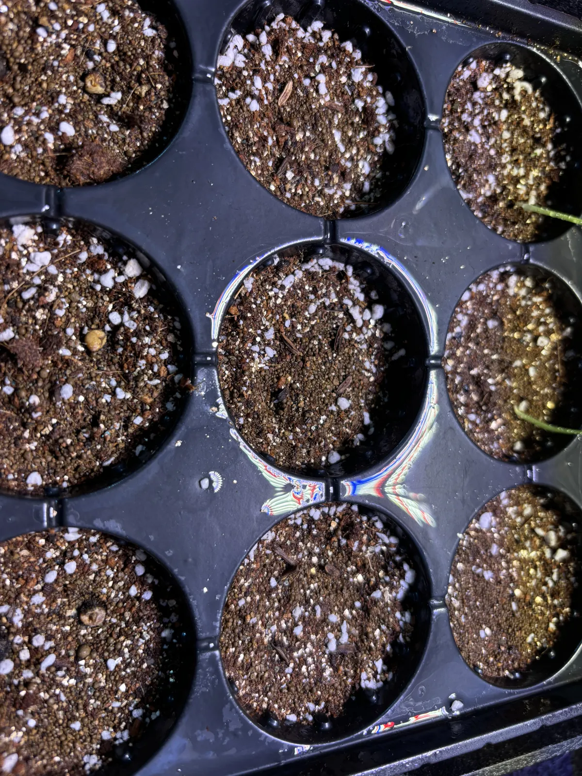 Pachypodium rosulatum var. gracilius ([無料種子] 発芽難 パキポディウム グラキリス　)