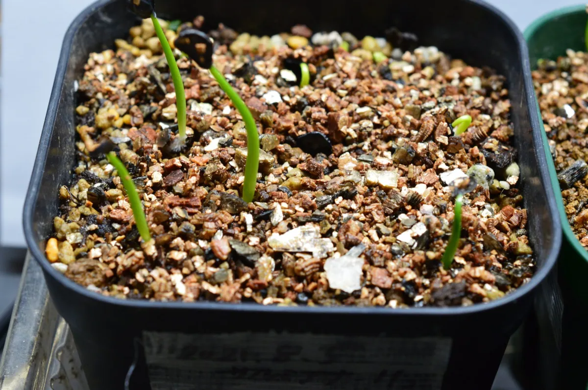 Agave salmiana ssp. salmiana (アガベ サルミアナ)