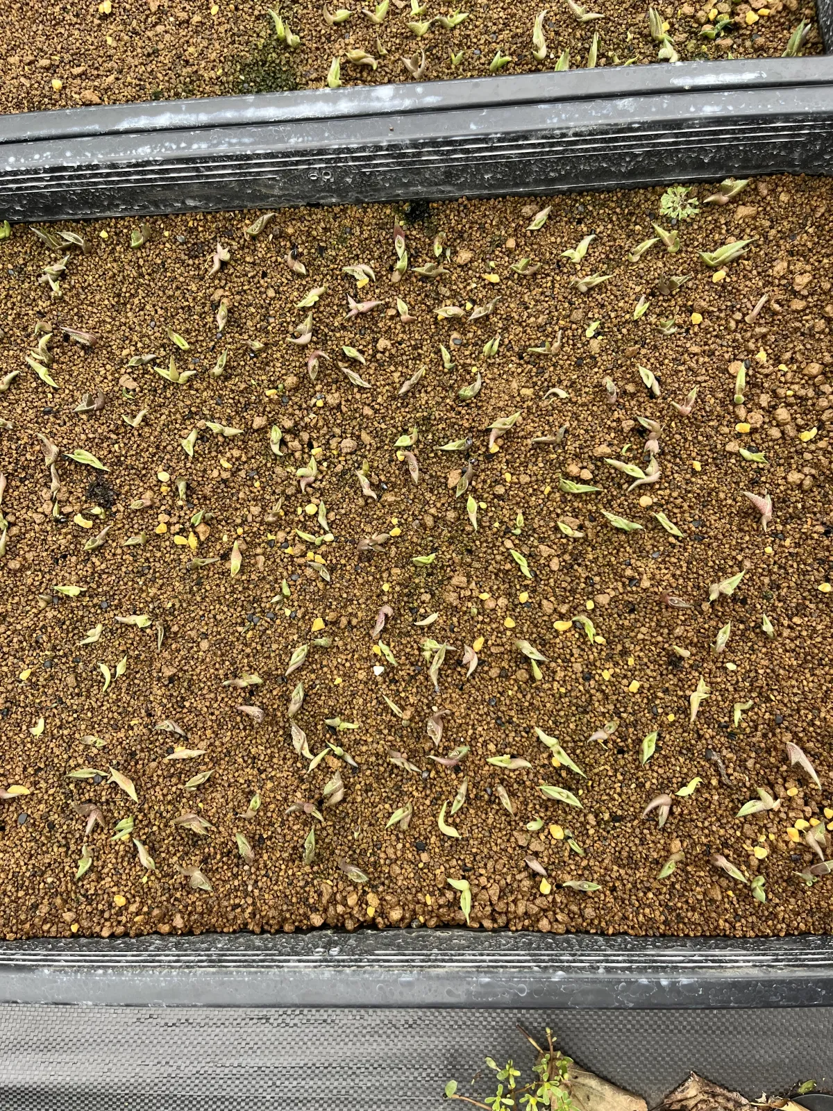 Agave oteroi Lot. (アガベ オテロイ)