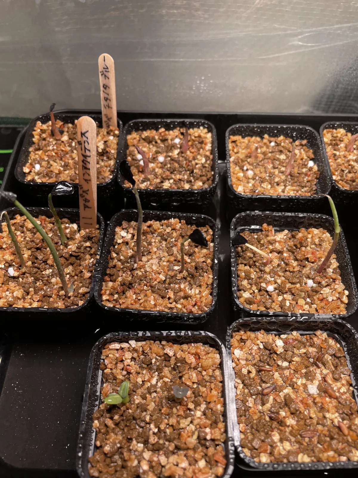 Agave inaequidens ssp. inaequidens (アガベ インアクイデンス)