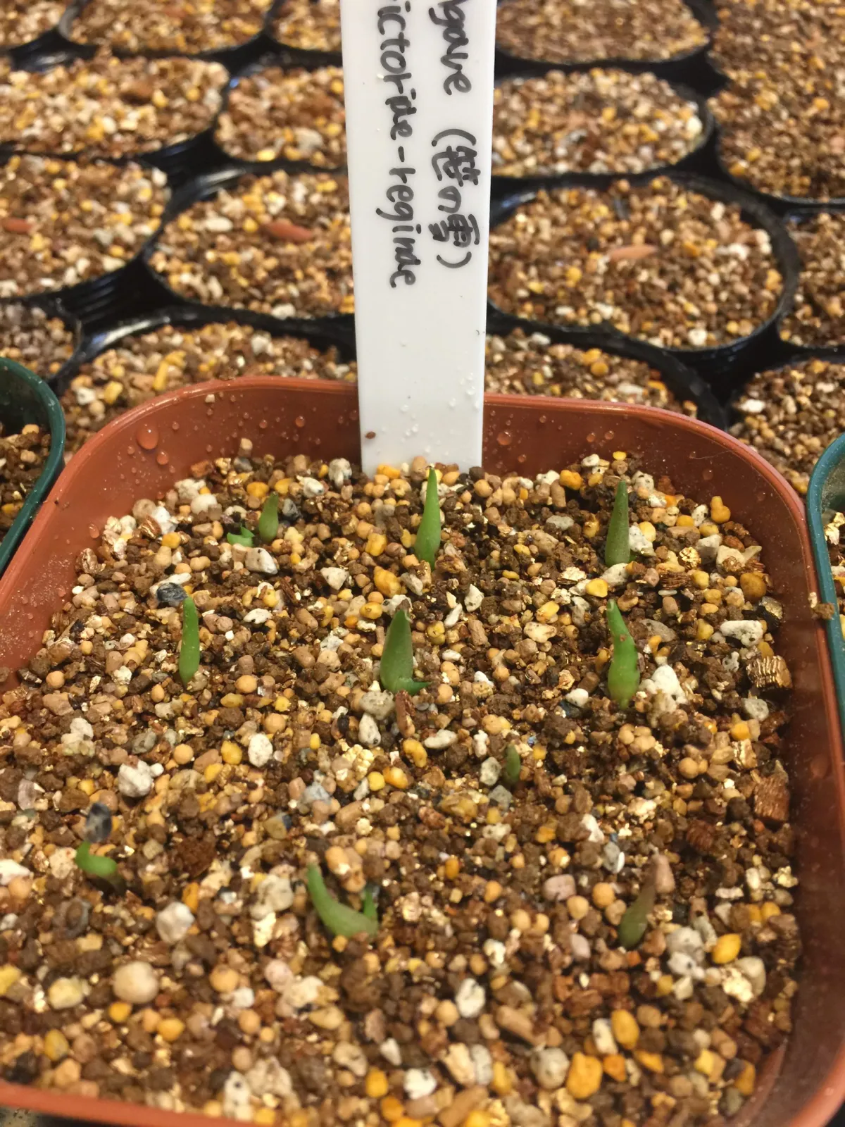 Agave victoriae-reginae ssp. victoriae-reginae (アガベ ビクトリアレジーナエ 笹の雪)
