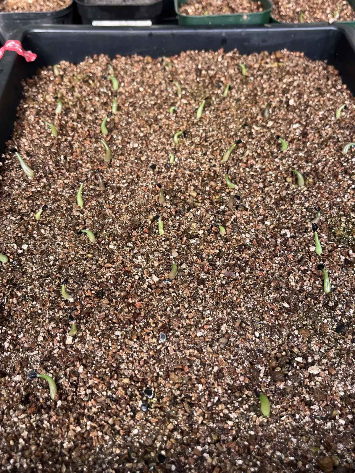 Agave titanota Blue Lot. (アガベ チタノタブルー)