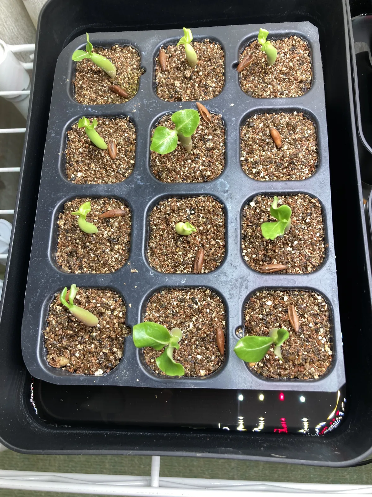 YLB Adenium arabicum Yak Lop Buri (アデニウム アラビカム)
