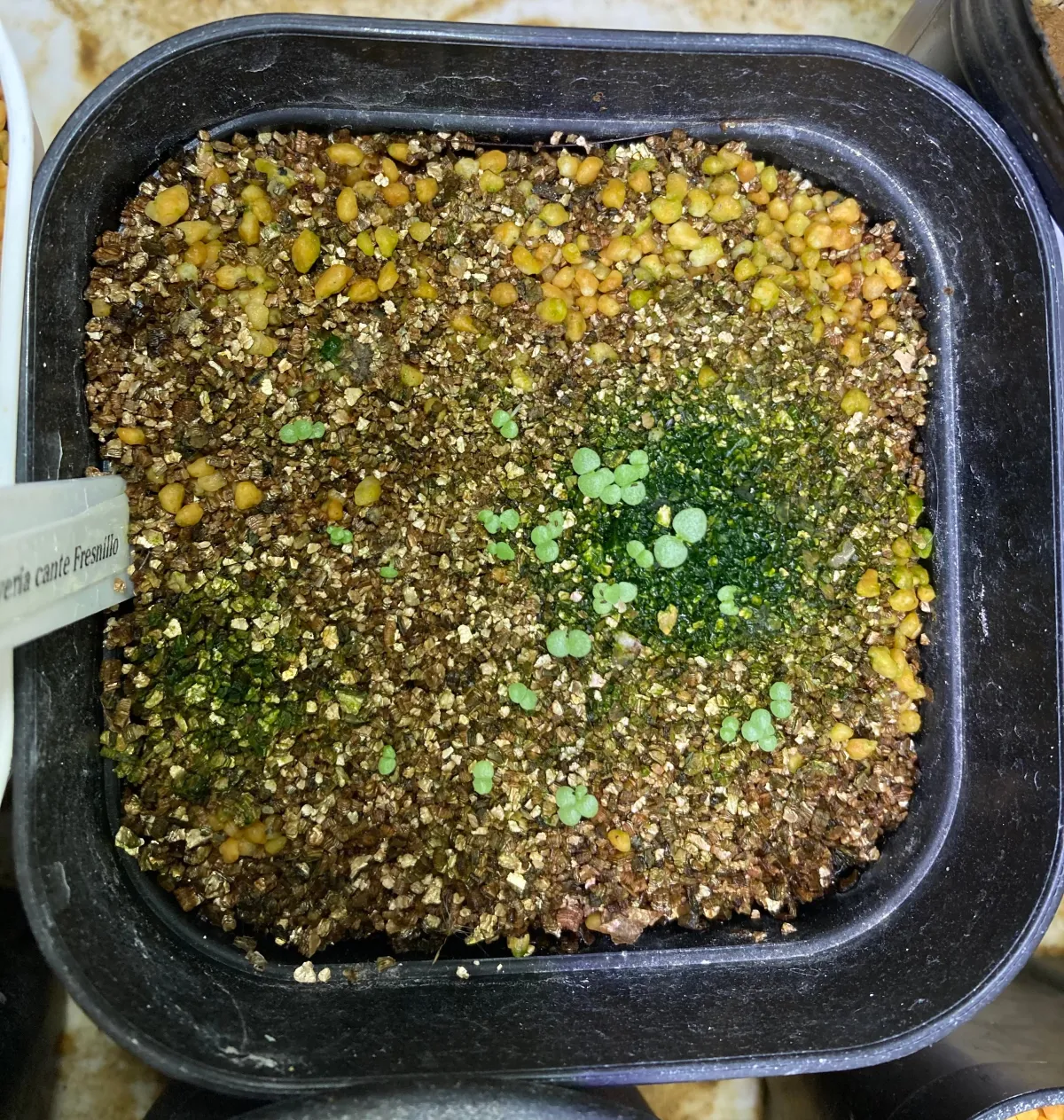 Echeveria cante (エケベリア カンテ)