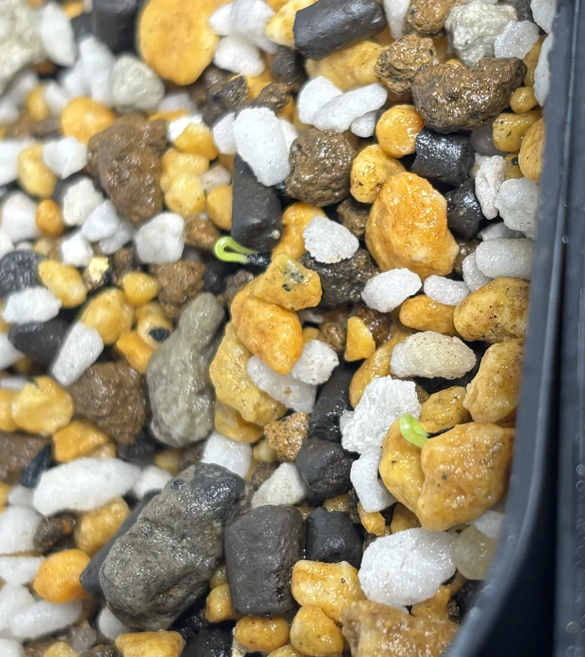 Bowiea volubilis (ボウィエア ボルビリス 蒼角殿)