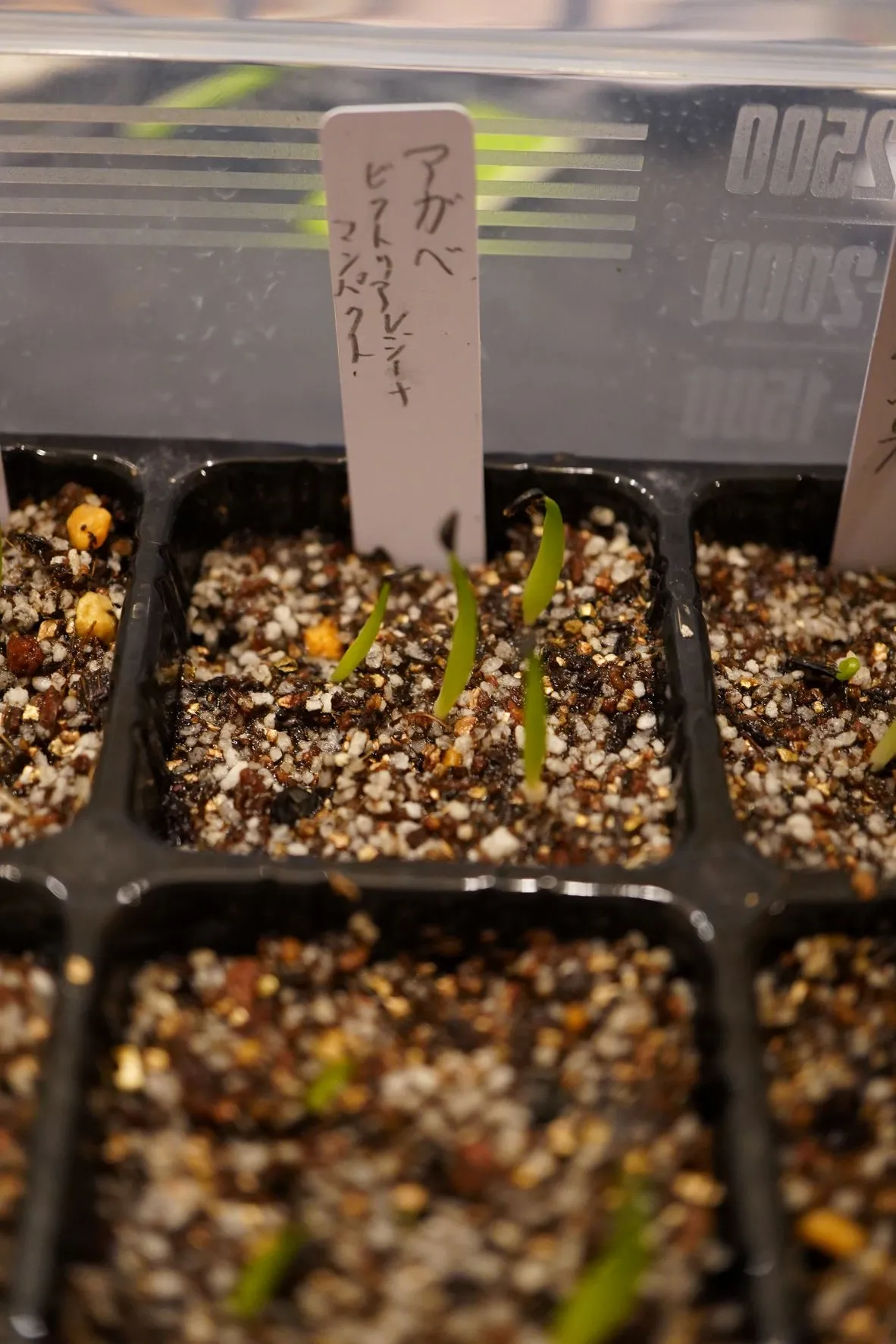 Agave victoriae-reginae var. compact (アガベ ビクトリアレジーナコンパクト)