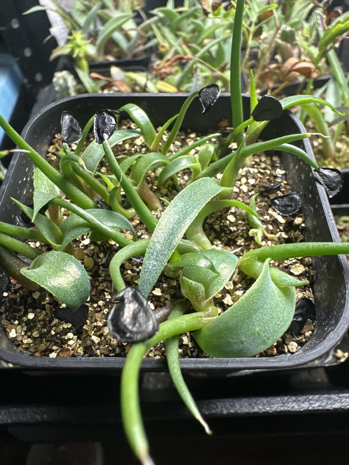 Agave seemanniana Pygmaea (アガベ ピグマエア)